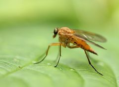 Rhagio
