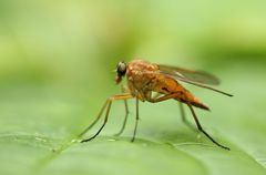 Rhagio