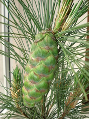 Pinus peuce