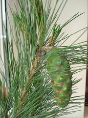 Pinus peuce