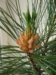 Pinus peuce
