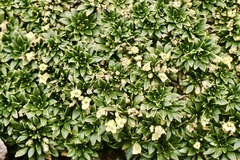 Eudema nubigena