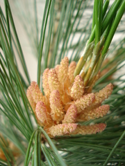 Pinus peuce