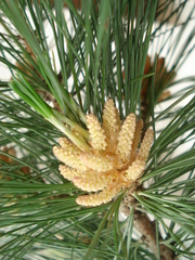 Pinus peuce