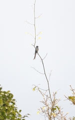 Dicrurus leucophaeus