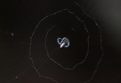 Cyclosa argenteoalba