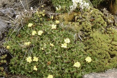 Hypochaeris sessiliflora