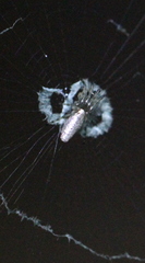 Cyclosa argenteoalba