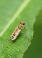Acalyptratae