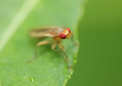 Acalyptratae