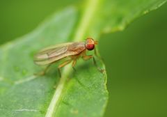 Acalyptratae
