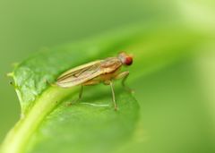 Acalyptratae