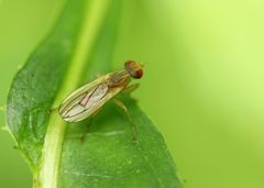 Acalyptratae