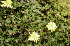 Hypochaeris sessiliflora