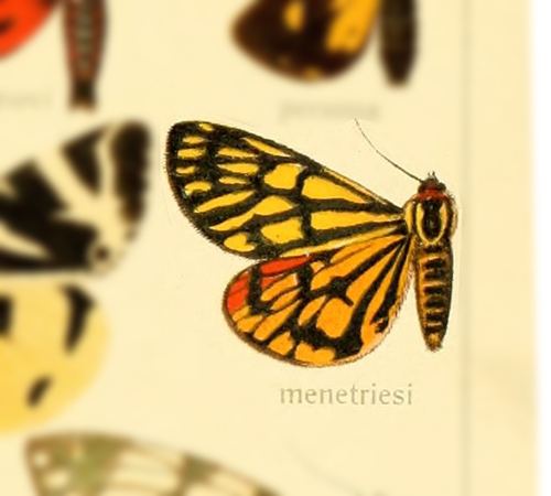 Arctia menetriesii