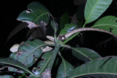 Calotes versicolor