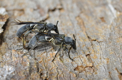 Sphecomorpha murina