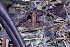 Indosylvirana nicobariensis