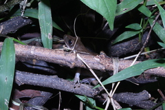 Polypedates leucomystax