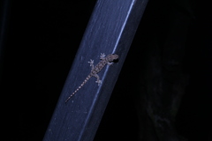 Hemidactylus platyurus