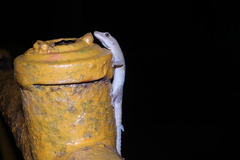 Hemidactylus frenatus