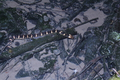 Homalopsis buccata