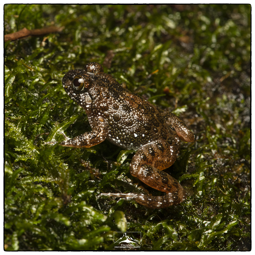 Ceylon Streamlined Frog