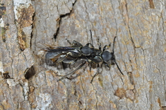 Sphecomorpha murina