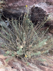 Heterotheca cinerascens