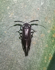 Dypsocus