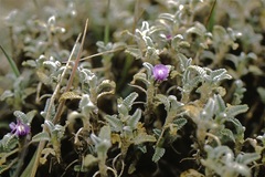 Astragalus geminiflorus