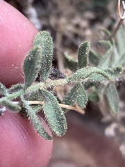 Heterotheca cinerascens