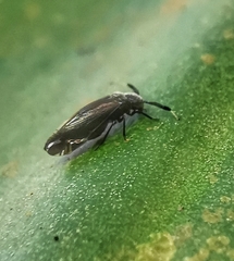 Dypsocus