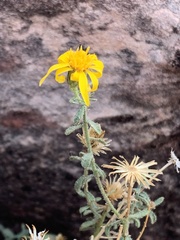 Heterotheca cinerascens