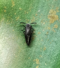 Dypsocus