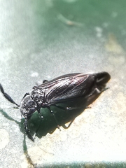 Dypsocus
