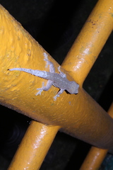 Hemidactylus frenatus