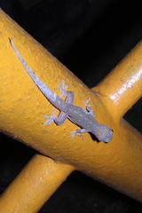 Hemidactylus frenatus