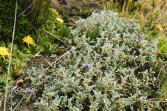 Astragalus geminiflorus