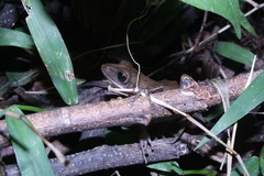 Polypedates leucomystax