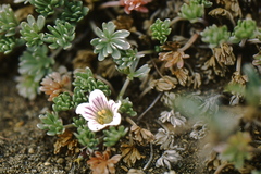 Geranium ecuadoriense