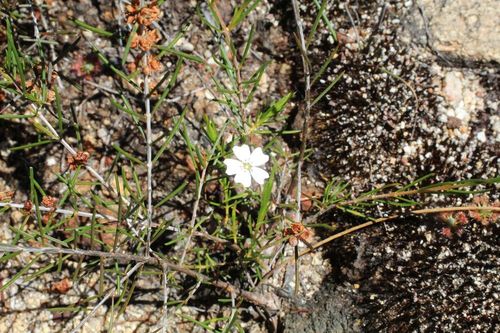 Drosera mannii
