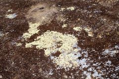 Pulchrocladia ferdinandii