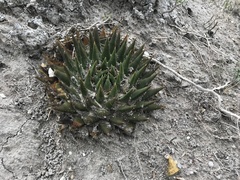 Ariocarpus trigonus
