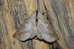 Geometridae
