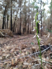 Eriochilus dilatatus