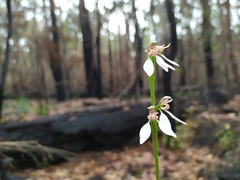 Eriochilus dilatatus