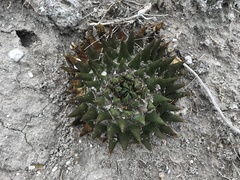 Ariocarpus trigonus