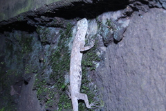 Draco volans