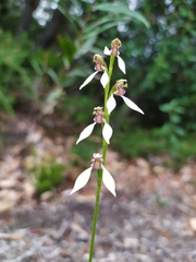 Eriochilus dilatatus
